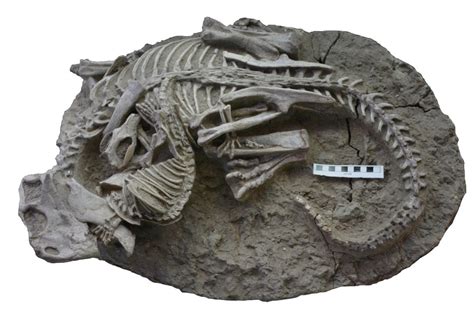 Fossil of ancient mammal attacking dinosaur challenges old theories ...