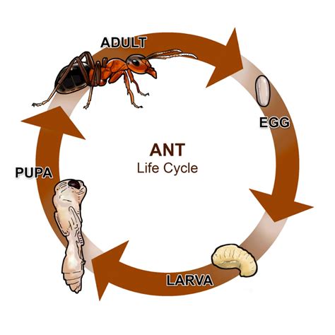 Ants | Resources + Products | MGK Insect Control Solutions | Ant life cycle, Ants, Ant control