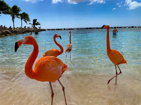 Everything you need to know about visiting the flamingos in Aruba! — The Sweetest Escapes