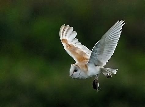 Alan James Photography : Barn owls with prey