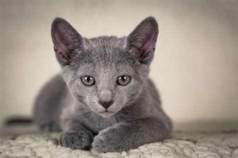 Russian Blue Cat Personality and Behavior