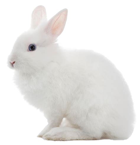 White Rabbit | Bruin Blog