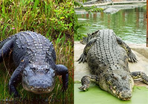 8 Differences Between Crocodiles & Alligators - WhatDeWhat