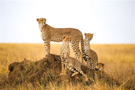 Africa's Big 5 Safari Animals and Where to See Them (Plus Other Iconic ...