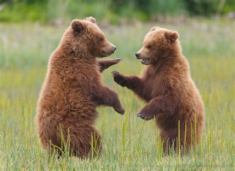 Brown Bear Cubs | Photos by Ron Niebrugge