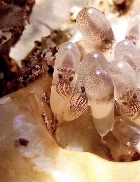 Incredible Look at Octopus Eggs – Seatales Publishing Company