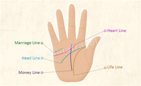 Easy and Simple Ways to Read Your Palm Lines with Pictures