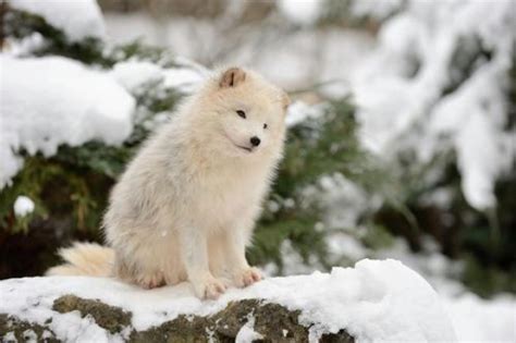 Cute Baby Snow Fox