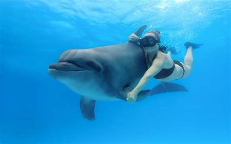 Bottlenose Dolphins Swimming