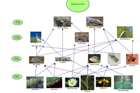 Louisiana Swamp Food Pyramid