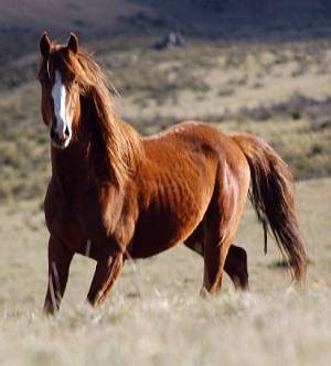 Brumby Horse Breed Information, History, Videos, Pictures