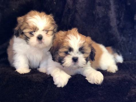 SHIH -TZU X Maltese puppies. (Maltshi) | in Hurlford, East Ayrshire ...