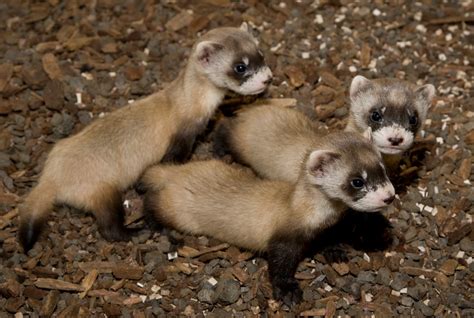 Black Footed Ferret - SNSH