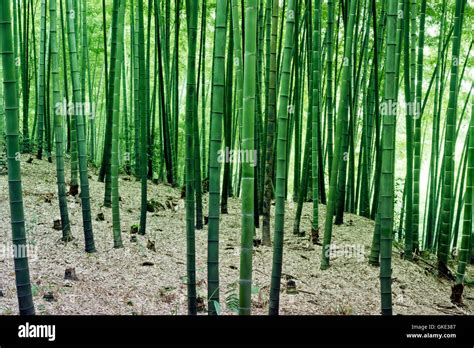 Bamboo forest china hi-res stock photography and images - Alamy