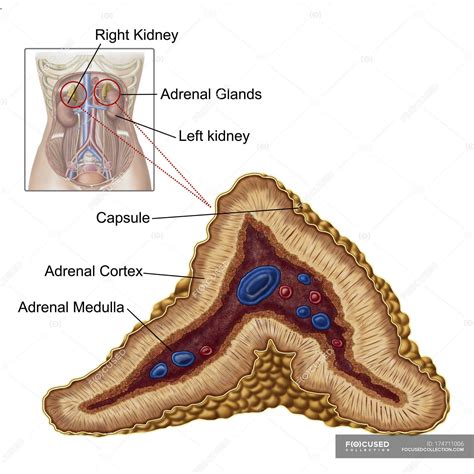 Anatomy of adrenal gland with labels on white background — adrenal ...