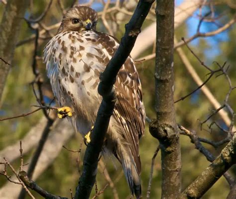 Do Hawks Migrate? Understanding the Fascinating Journey of Hawk Migration