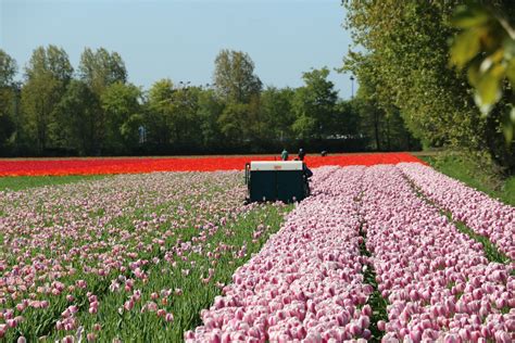 Amsterdam Tulip Season 2025 - Tulip Festival Amsterdam