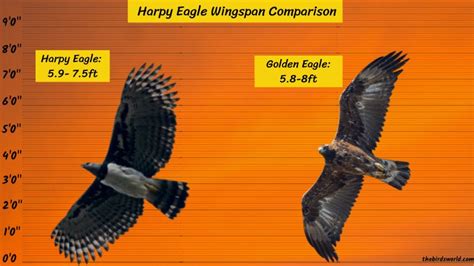 Harpy Eagle Wingspan: How Does It Compare With Others?, 55% OFF