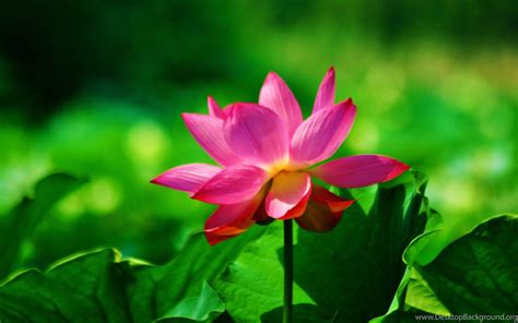 Red Lotus Flower Wallpapers - Wallpaper Cave