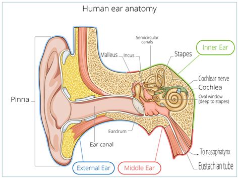 Labeled Diagram Of The Ear External Ear Diagram Labeled