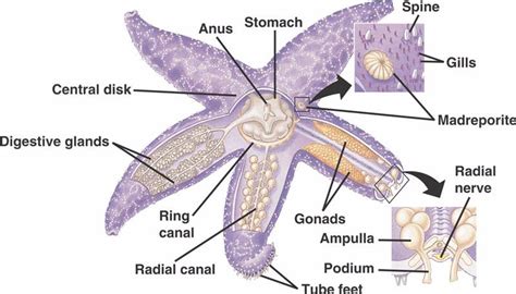 Sea Star - COMPARATIVE ANATOMY