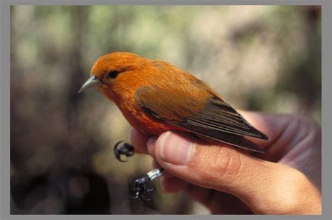 Three endangered Hawaiian birds expanding their range on Big Island summit area - Hawaii Magazine