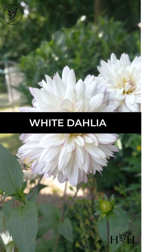 15+ white dahlia varieties 🕊️ 🌼 For pure elegance and timeless beauty