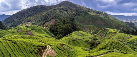 Cameron Highlands Weather September - ByronrosSalas