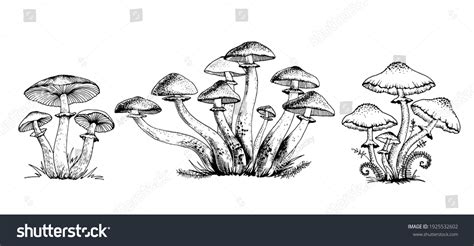 240,134 Mushroom Vector Images, Stock Photos & Vectors | Shutterstock