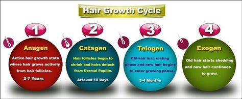 The Mechanism Of Hair Growth Cycle - Shiftkiya.com