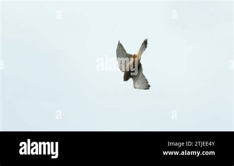 Falcon bird diving as it hunts from above. Slow motion tracking shot of ...