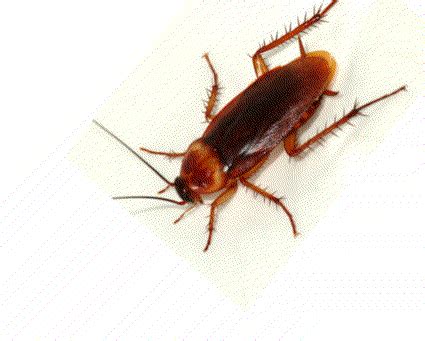 Living With Cockroaches | Roach | cockroach | Insect