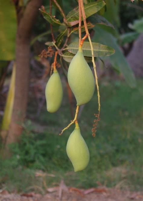 How to read the Indian mango season - Mercadero