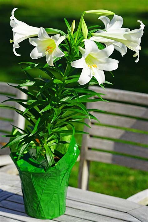 How to Transplant and Care for Easter Lilies After Blooming