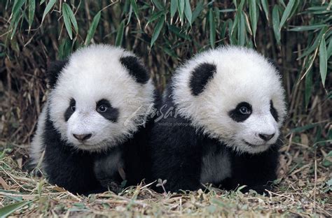 Twin giant panda cubs in a bamboo grove; Wolong Panda Reserve; Sichuan, China. If twins are born ...