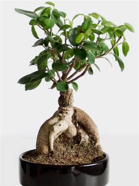 Tips And Trick To Form A "Bonsai" Avocado Tree - Gardening Dream