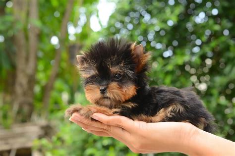 The Complete Teacup Yorkie Care Guide: Price, Lifespan and More... - Perfect Dog Breeds