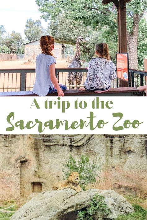 Visiting the Sacramento Zoo in 2021 - Aileen Cooks