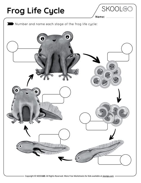 Frog Life Cycle - Free worksheet - SKOOLGO