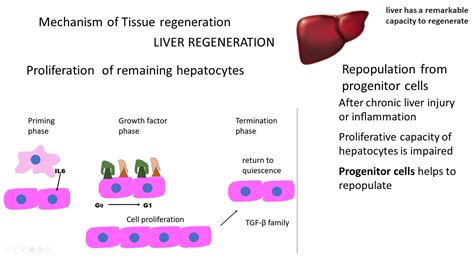 TISSUE REPAIR: General concepts & Mechanism of Regeneration | Pathology Made Simple