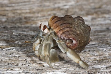 Hermit crabs socialize to evict their neighbors | Berkeley News