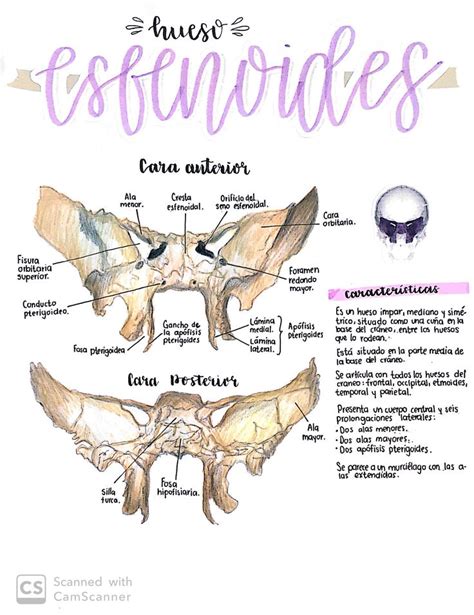 Hueso esfenoides. | Anatomía del esqueleto humano, Anatomia del hueso, Anatomia cabeza y cuello