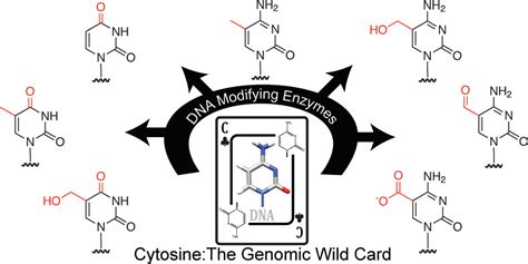 Cytosine Methylation