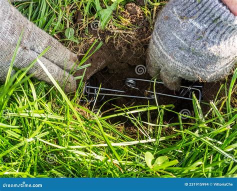 Gardener Sets Up a Mole Trap on the Lawn in Mole Hole. Step 4 by Step Instruction. Stock Photo ...