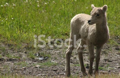 Baby Mountain Goat Stock Photo | Royalty-Free | FreeImages