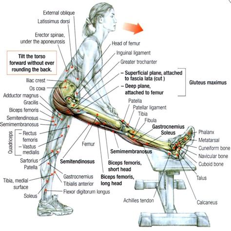 Hamstring exercise | Hamstring workout, Injury prevention, Yoga anatomy