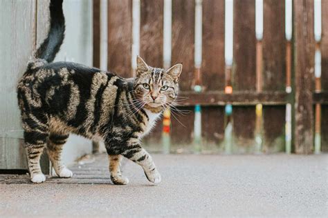 Types of Tabby Cats and Their Breeds