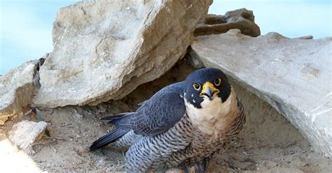 Peregrine Falcon Nesting: A Complete Guide | Birdfact