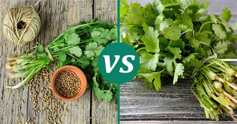 Cilantro vs Coriander: The Healthier Choice