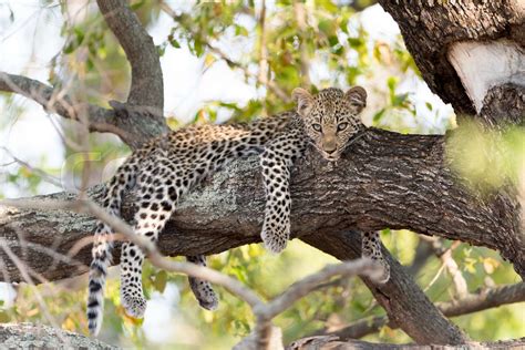 Leopard cub on tree in the wilderness | Stock image | Colourbox